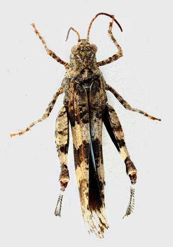 Réf. 349 077 : Oedipoda caerulescens caerulescens